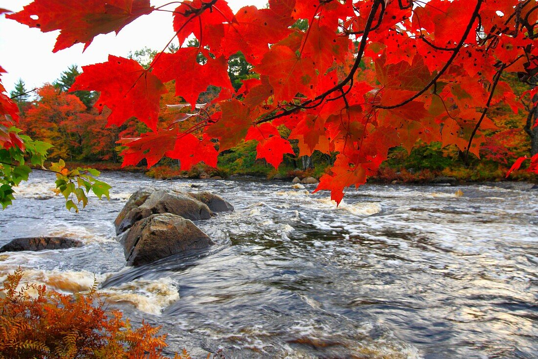 autumn color along a river in north america