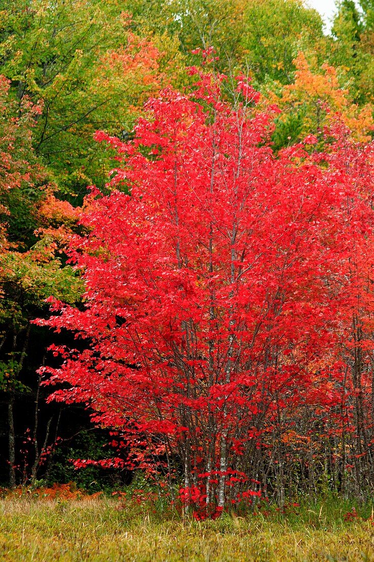 a maple tree in autumn red color in north america