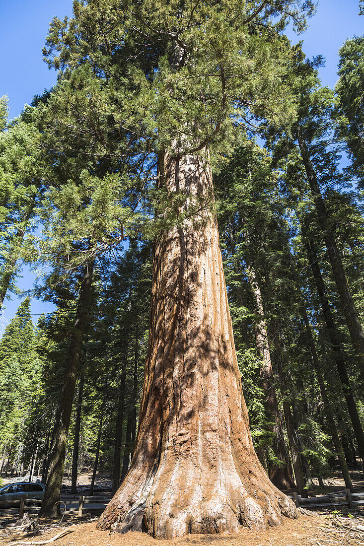 Giant Sequoia tree (Sequoiadendron giganteum) in Mariposa Grove, California, USA