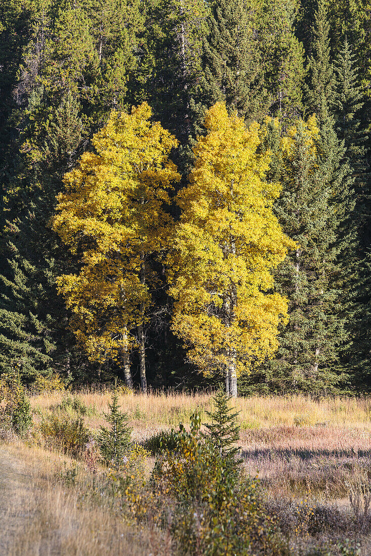 Colorful trees at Hillside Meadows in the Banff National Park, Alberta, Canada