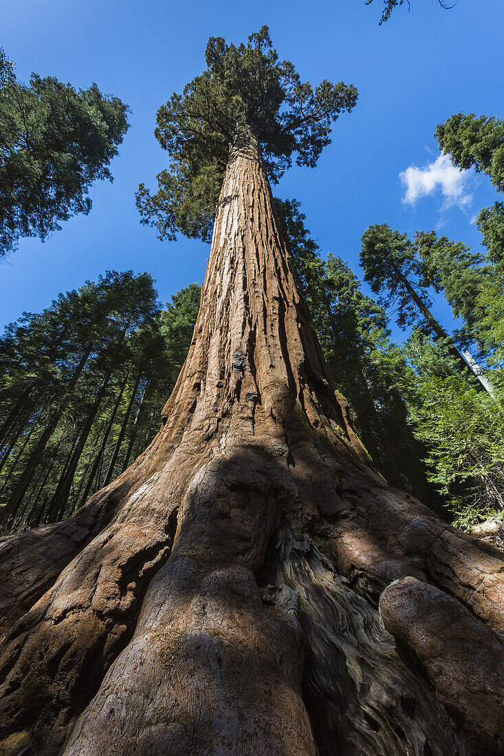 Giant Sequoia tree (Sequoiadendron giganteum) in Mariposa Grove, California, USA