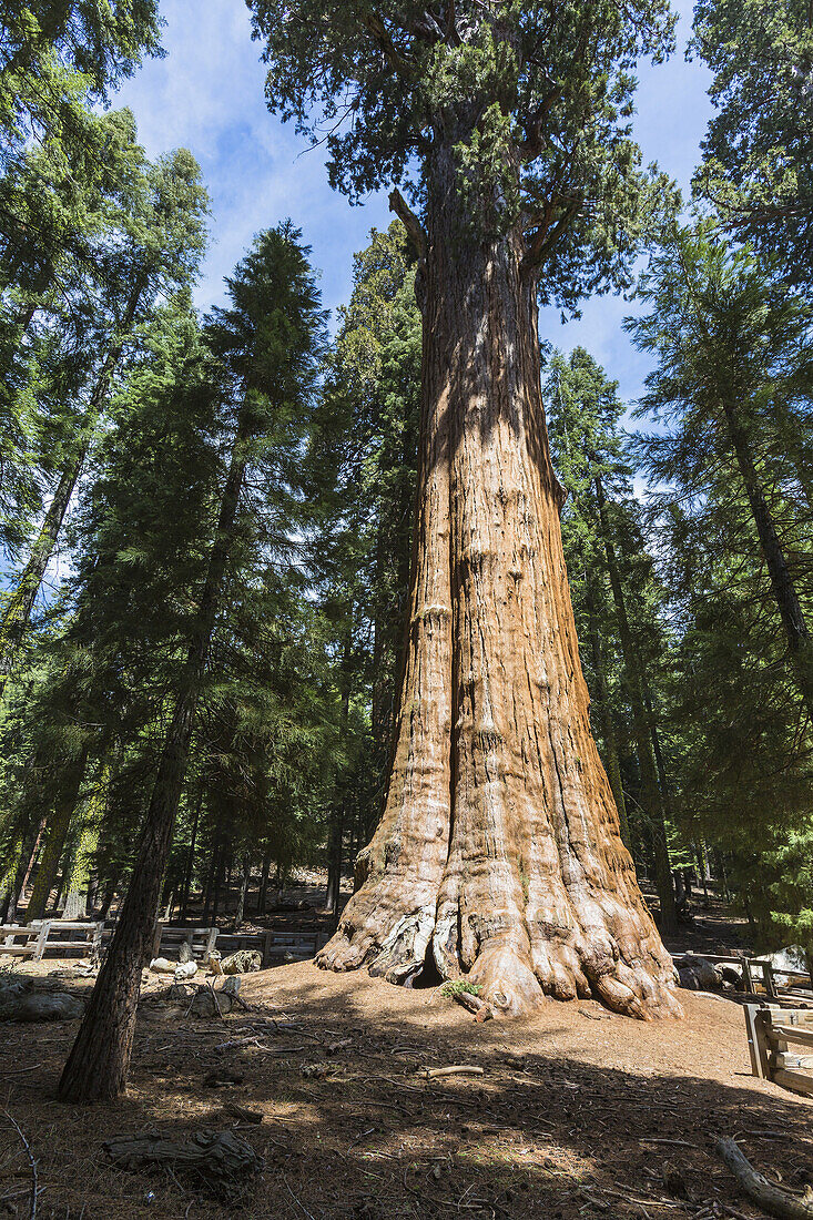 The famous General Sherman Sequoia Tree, the largest known living single stem tree in the world, in the Sequoia National Park, California, USA