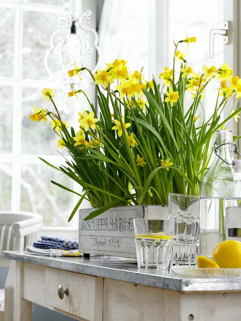 Spring feeling - pots of daffodils in a wooden crate