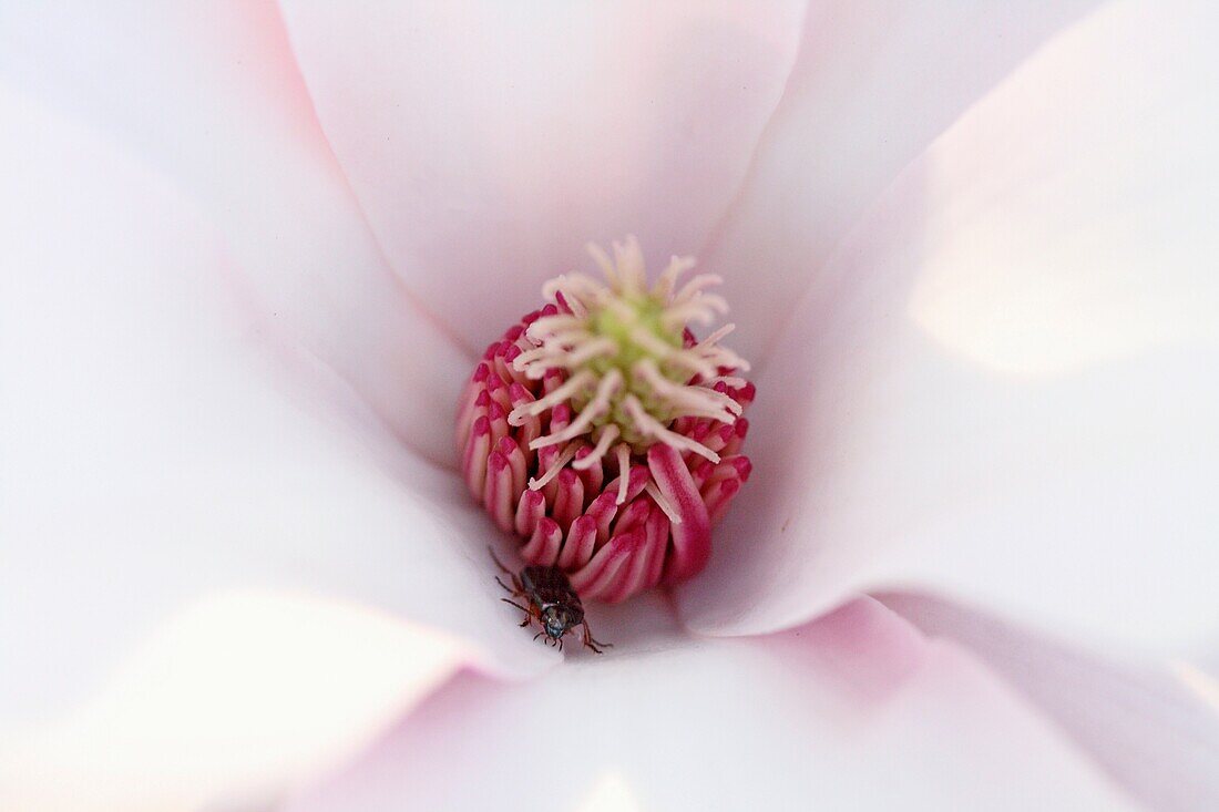 Magnolie mit Käfer Kleiner Käfer im Herzen der offenen Magnolie Milchweiße Blütenblätter sind zum Himmel geöffnet