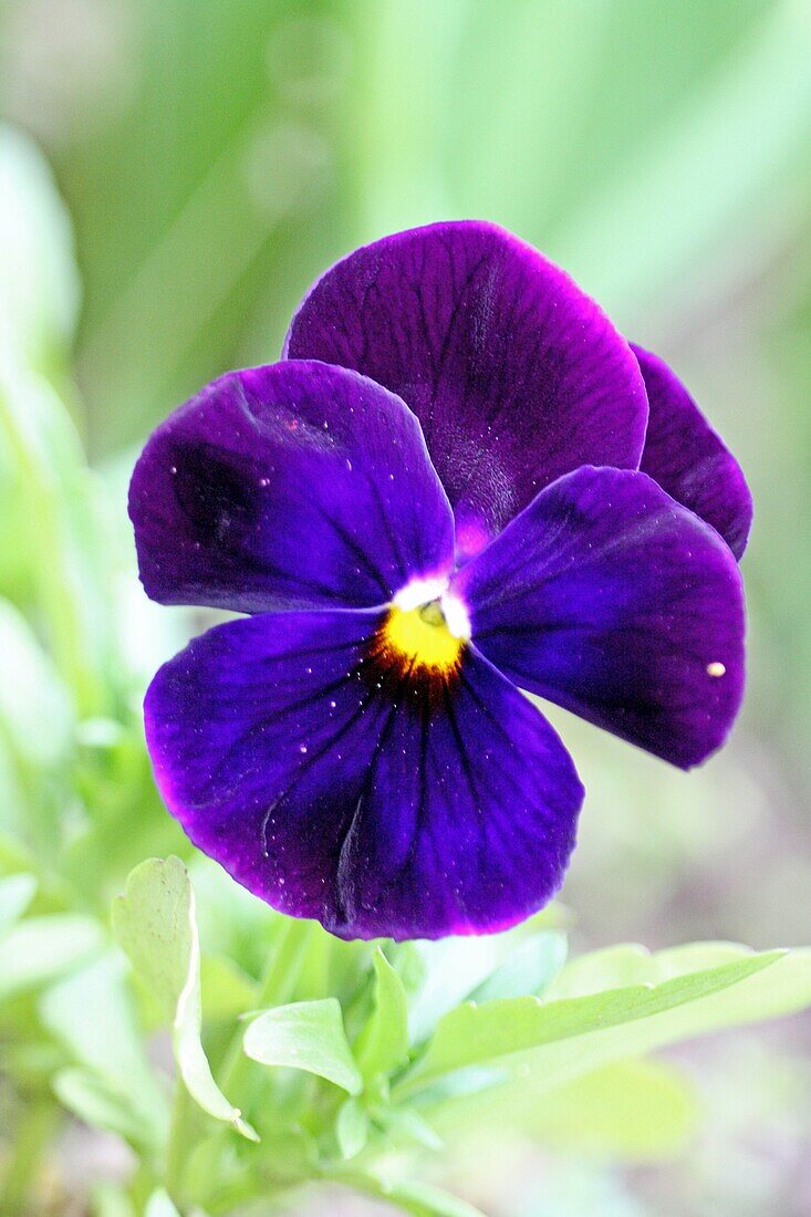 Purple pansy with dark purple center on green background