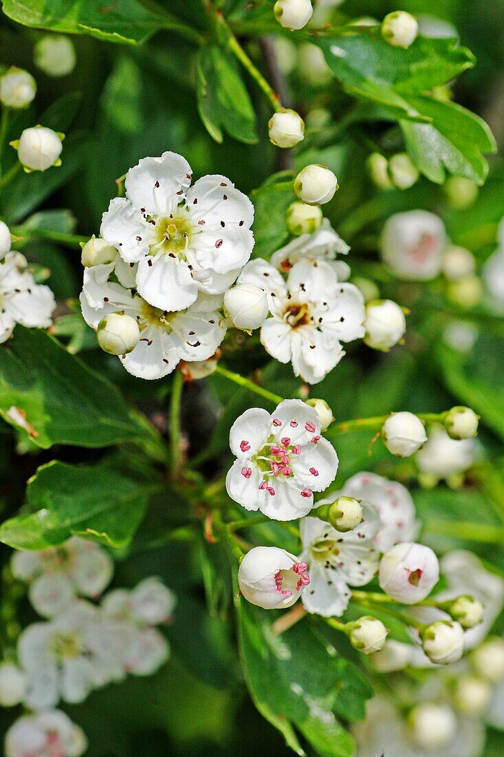 Oneseed Hawthorn, Crataegus monogyn blossoms crowd together  Blossoms of the hawthorn can be used for making wine and honey  Berries of the hawthorn are rich in vitamin C and made into syrups, jams and jellies