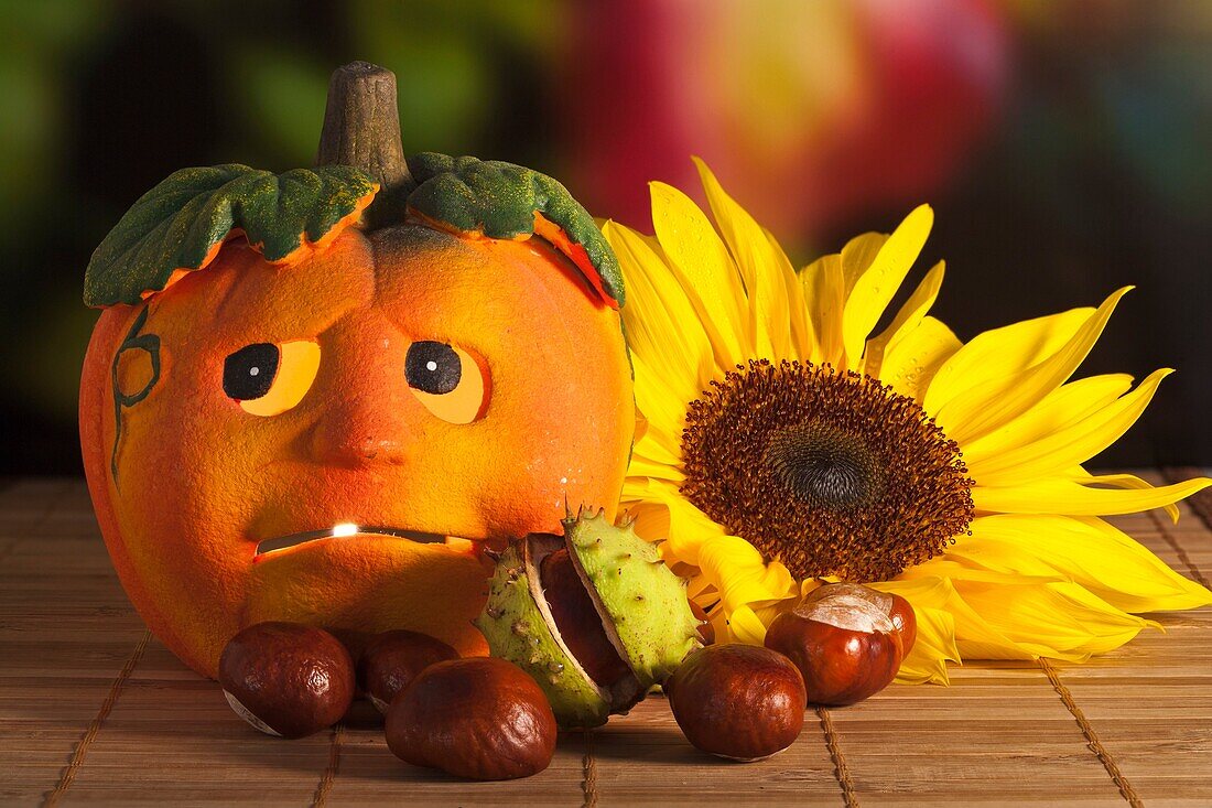 Illuminated halloween pumpkin with chestnuts and sunflower