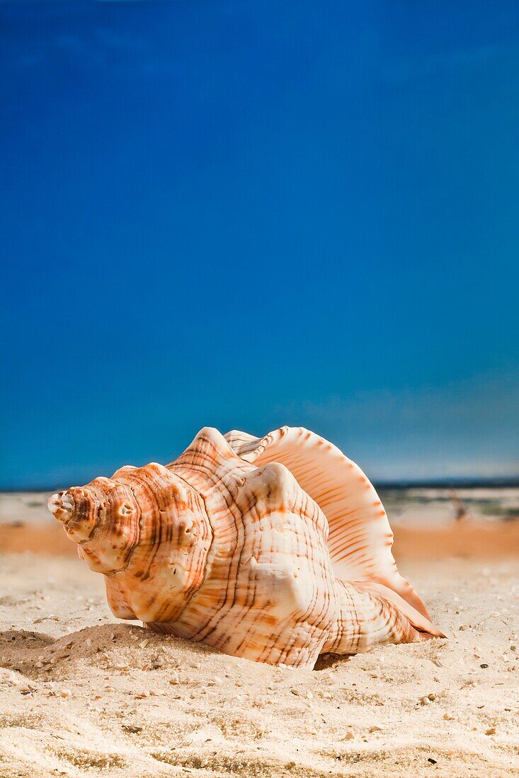 A beautiful sea shell on the beach