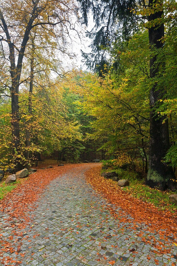 Forest and fallen leaves in autumn, Harz, Germany, Europe
