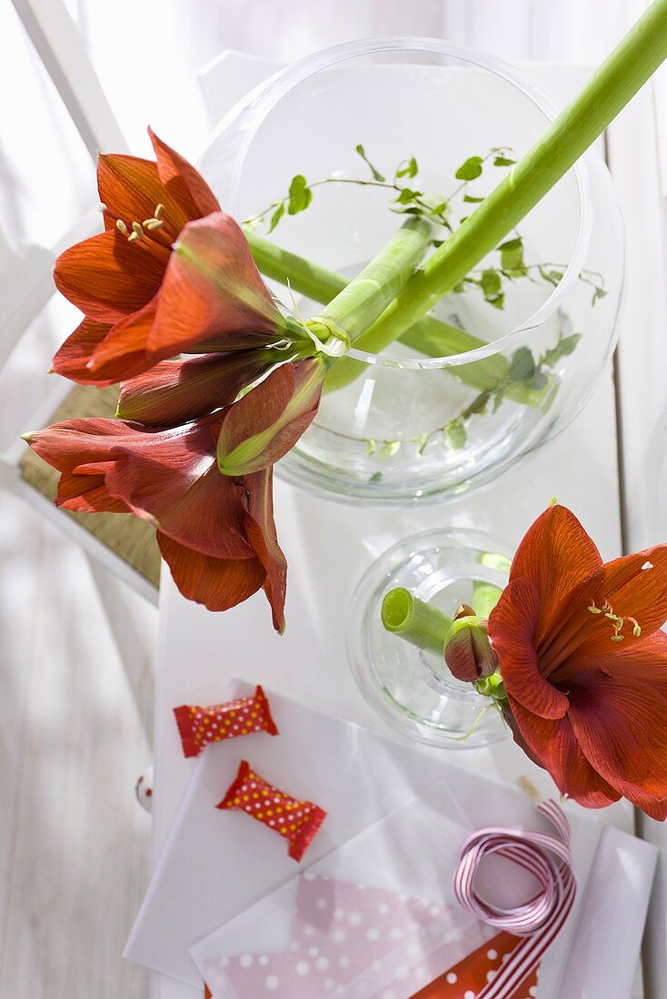 Red amaryllis flowers in a glass vase