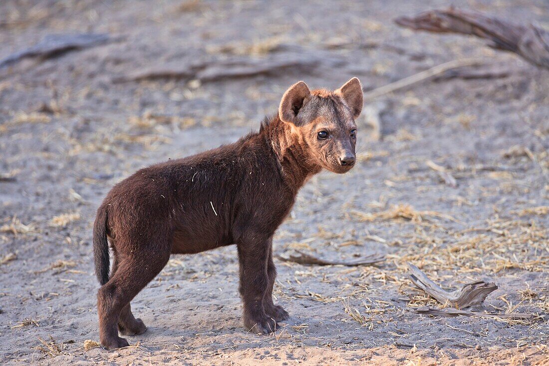 A baby spotted hyena (Crocuta crocuta) in Botswana, Africa