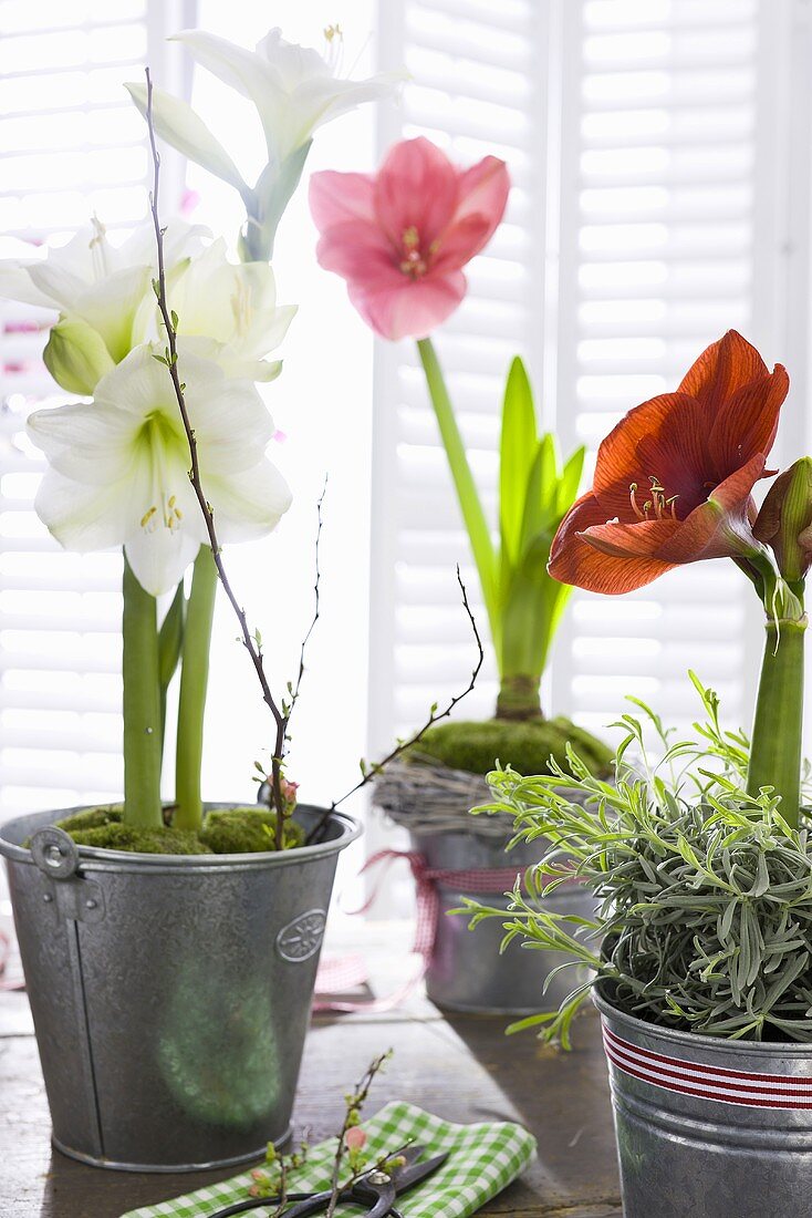 An arrangement of various amaryllis flowers in metal pots