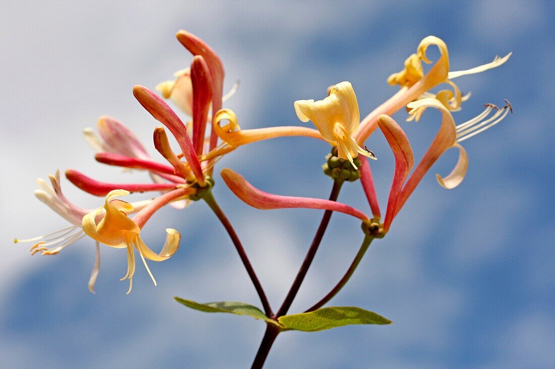 Geißblatt Lonicera sp