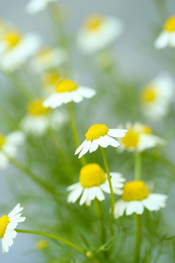 Camomile Matricaria chamomilla