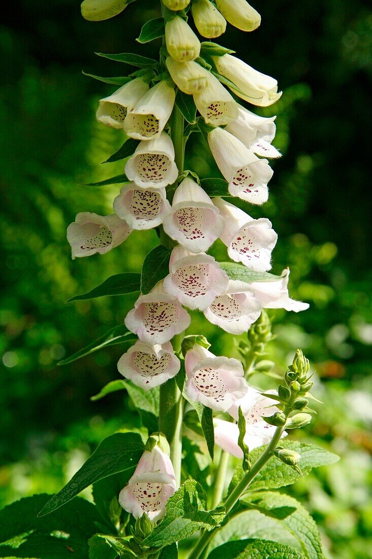 Royal Botanic Gardens Kew Richmond, London Fingerhut, Digitalis purpurea, rosa Sorte