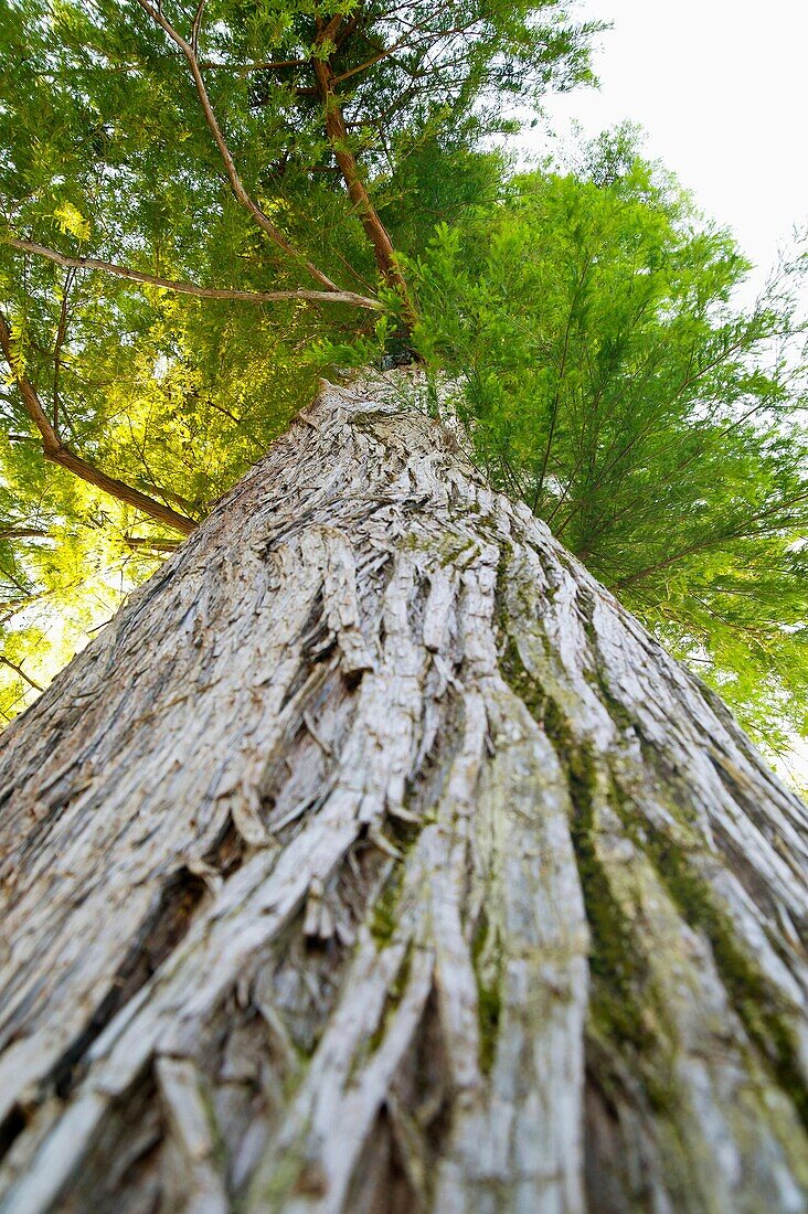 Taxodium Distichum taxodiaceae Tree Isola Madre Lago Maggiore Italy