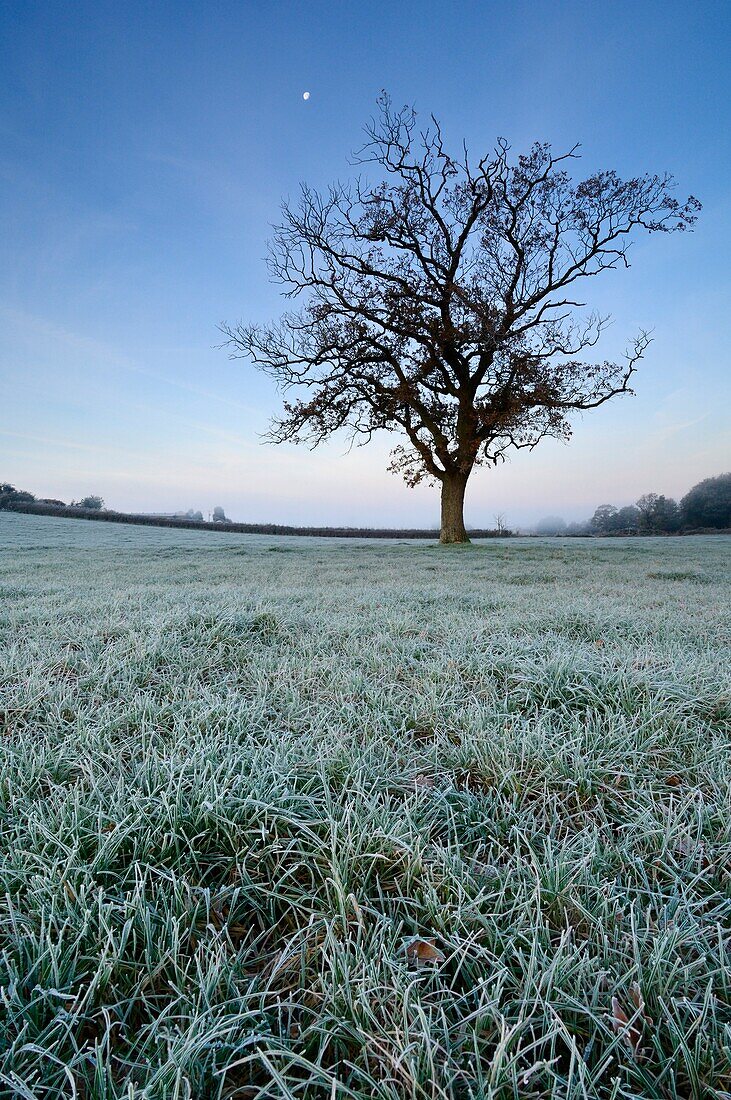 The Moon shines down over a solitary tree standing in a frosty field in Somerset at dawn