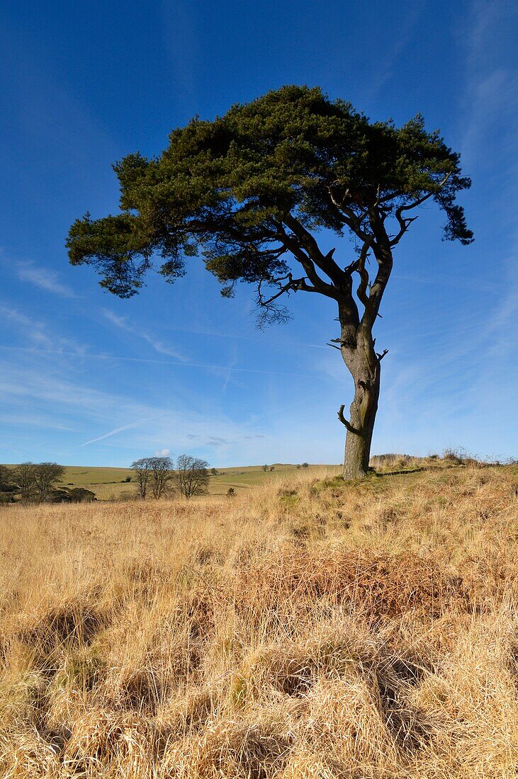 Lone pine in the winter sun by the Priddy Pools on the Mendip Hills, Somerset
