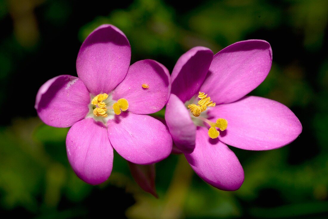 Perennial Centaury  Centaurium scilloides