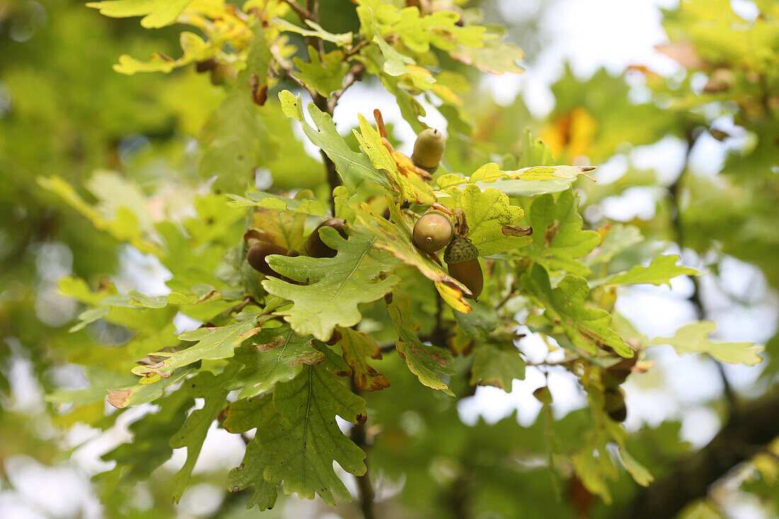 Autumn acorns in an oak tree.