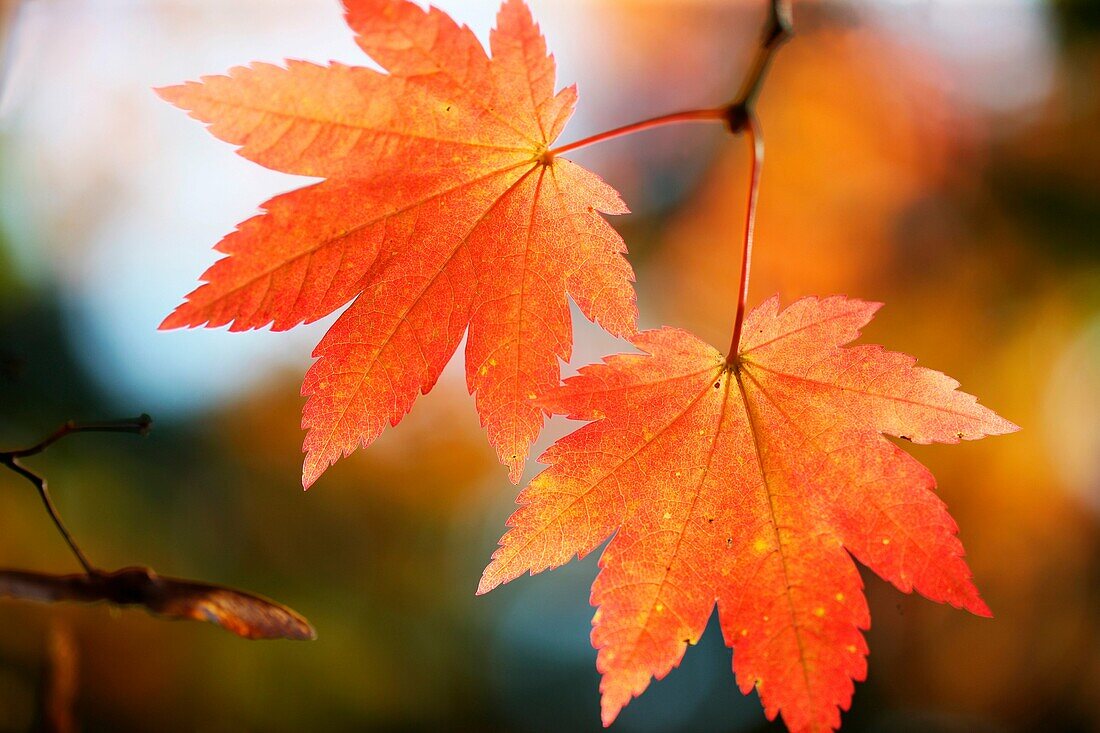 brilliant autumn colour of the changing maple leaf.