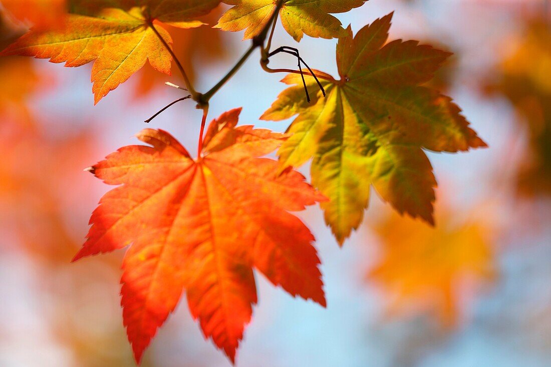brilliant Autumn colour of the changing maple leaf.