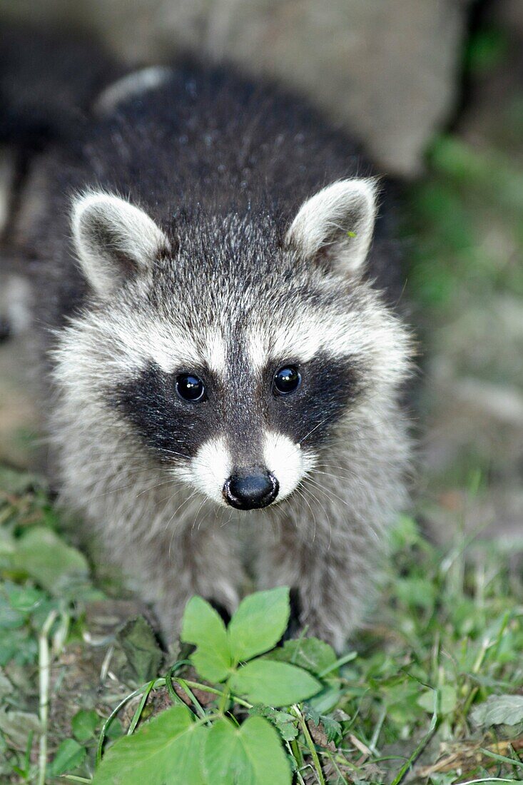 Raccoon Procyon lotor, baby animal feeding on ground, Germany