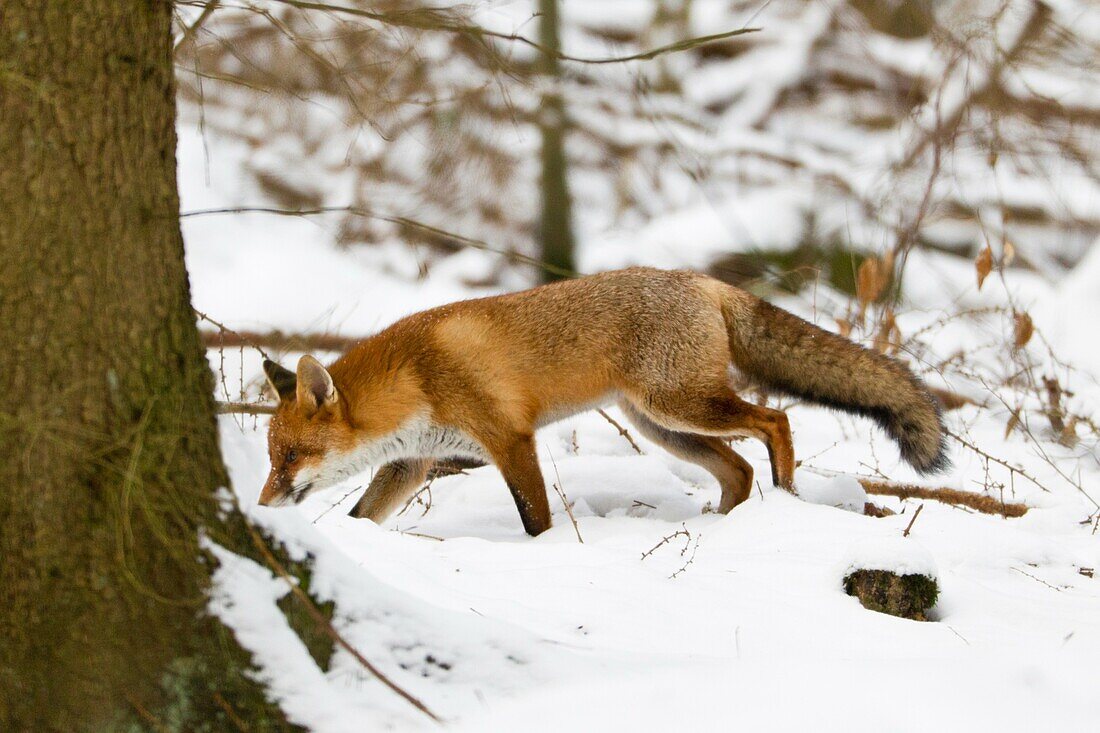 European Fox Vulpes vulpes, searching for food in forest, winter