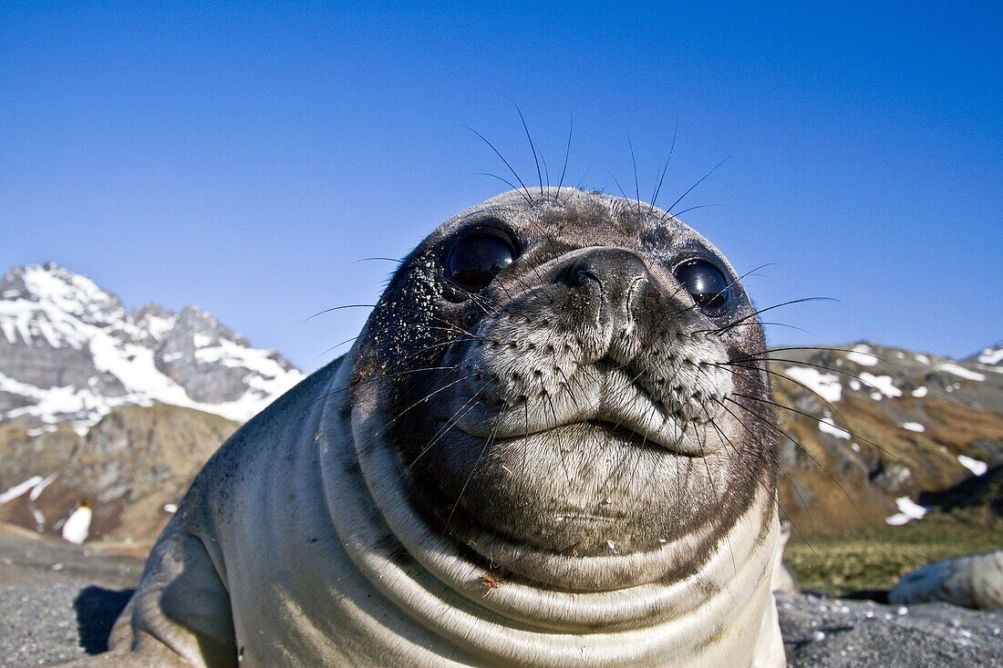 Southern elephant seal Mirounga leonina pup often called weaners once their mothers stop nursing them on South Georgia Island in the Southern Ocean  MORE INFO The southern elephant seal is not only the most massive pinniped but also the largest member of 