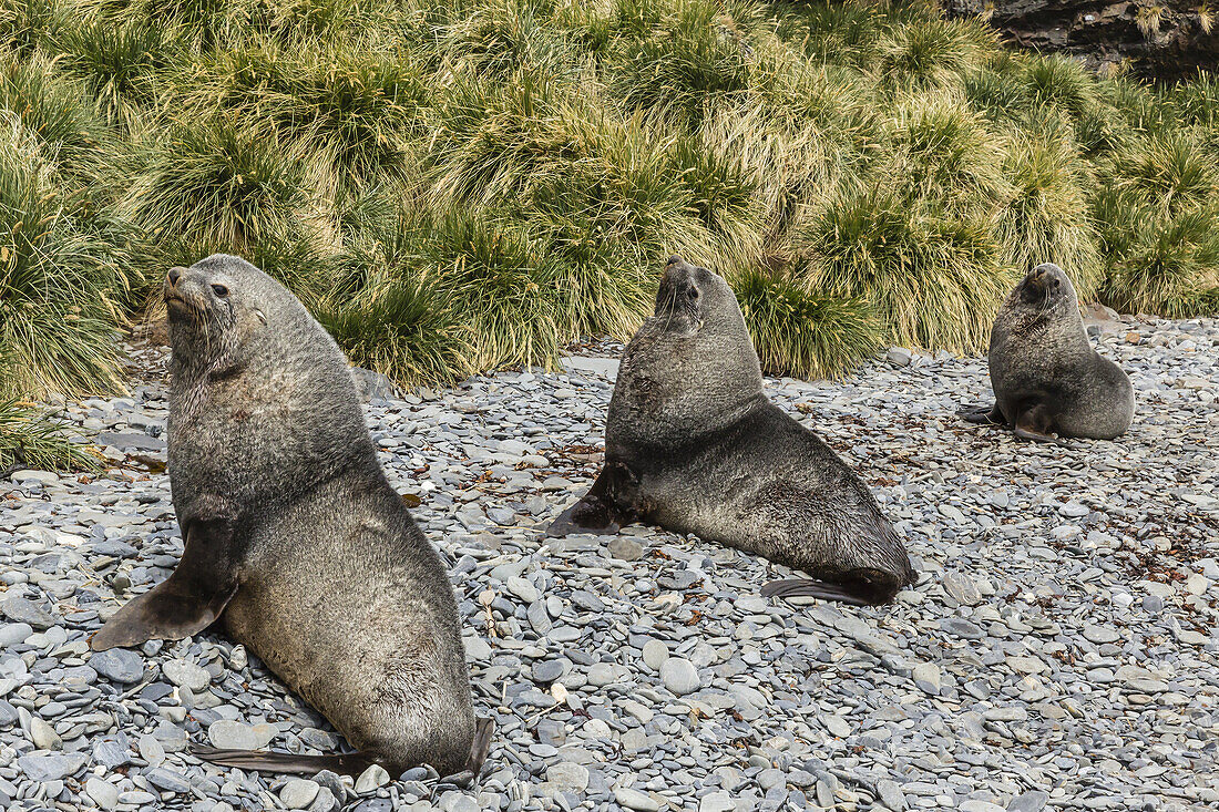 Antarctic fur seal, Arctocephalus gazella, males defending territories, Stromness Harbor, South Georgia, UK Overseas Protectorate.