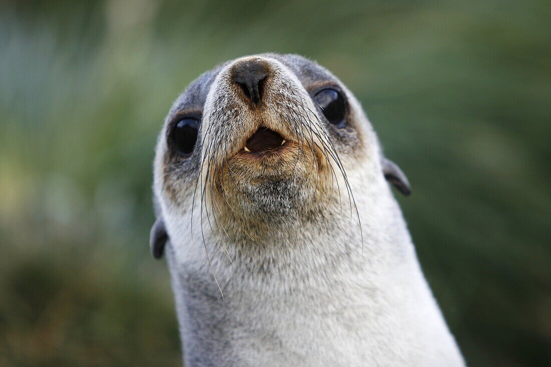 Curious Antarctic fur seal Arctocephalus gazella pup at the abandonded whaling station at Grytviken on the island of South Georgia, southern Atlantic Ocean