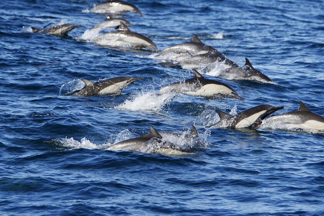 Long-beaked common dolphin Delphinus capensis pod in the calm waters off Isla del Carmen in the Gulf of California Sea of Cortez, Baja California Sur, Mexico