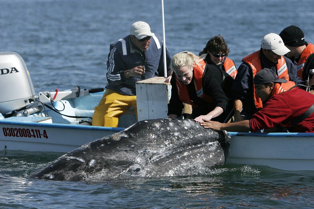 California gray whale Eschrichtius robustus calf with excited whale watchers in the calm waters of San Ignacio Lagoon, Baja California Sur, Mexico