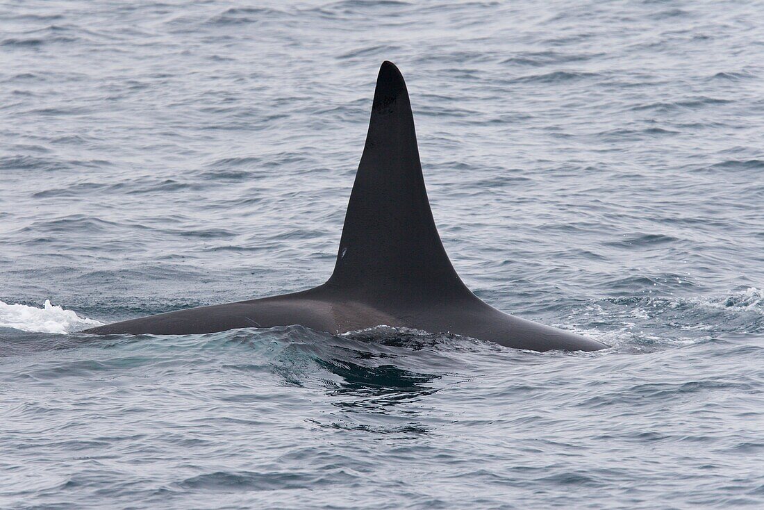 A group of 6 to 8 Orca Orcinus orca which attacked and killed a white-beaked dolphin at 748 11 31 N and 168 03 48 E off the continental shelf southwest of Bear Island Bj¯rn¯ya in the Barents Sea, Norway  Shown here is the detail of the adult bull dorsal f