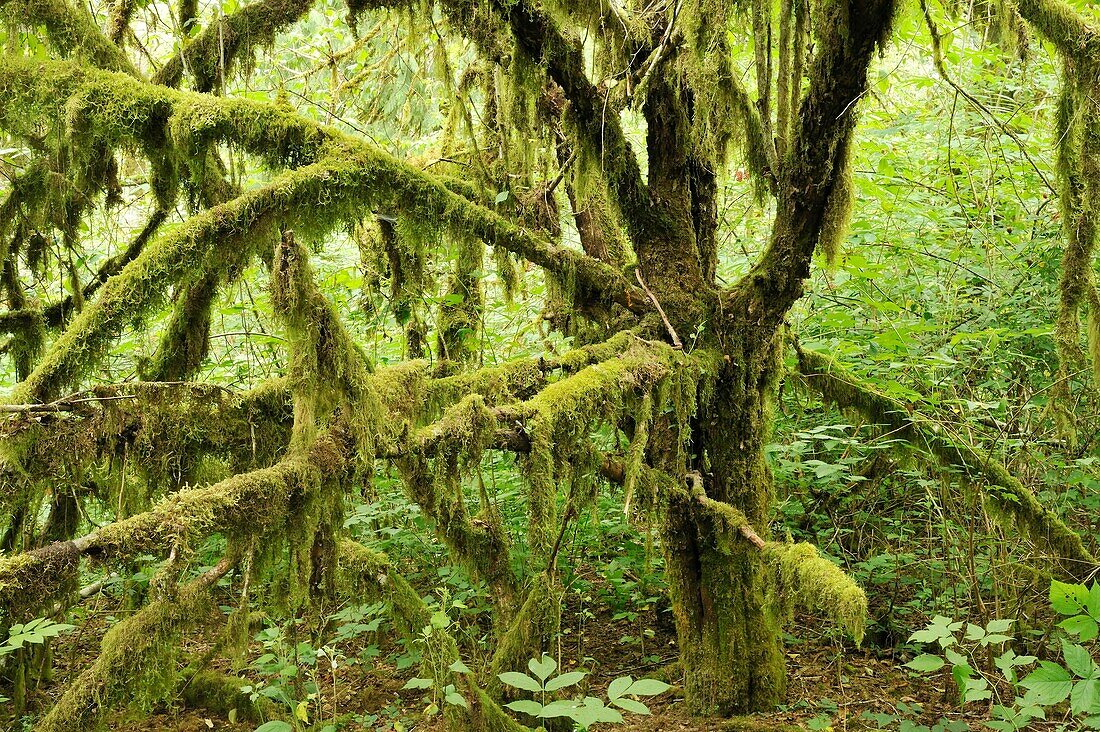 forest floor and trees with moss hanging from branches, Minnekhada Regional Park, Coquitlam, British Columbia, Canada