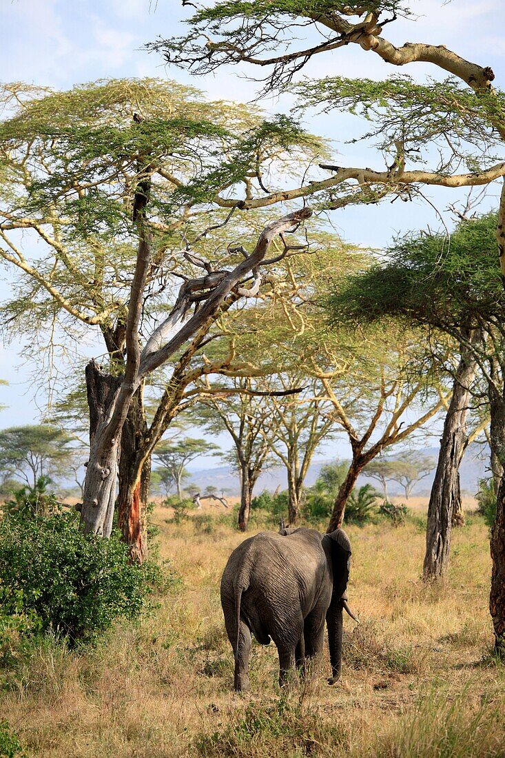 African Elephant Loxodonta africana, Selous Game Reserve, Tanzania