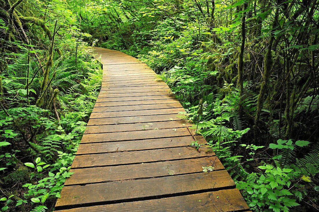 boardwalk on Sword Fern Trail, Pacific Spirit Park, University of British Columbia, Vancouver, British Columbia, Canada