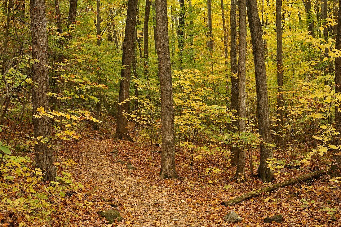 Pink Lake Trail in autumn, Gatineau Park, Quebec, Canada