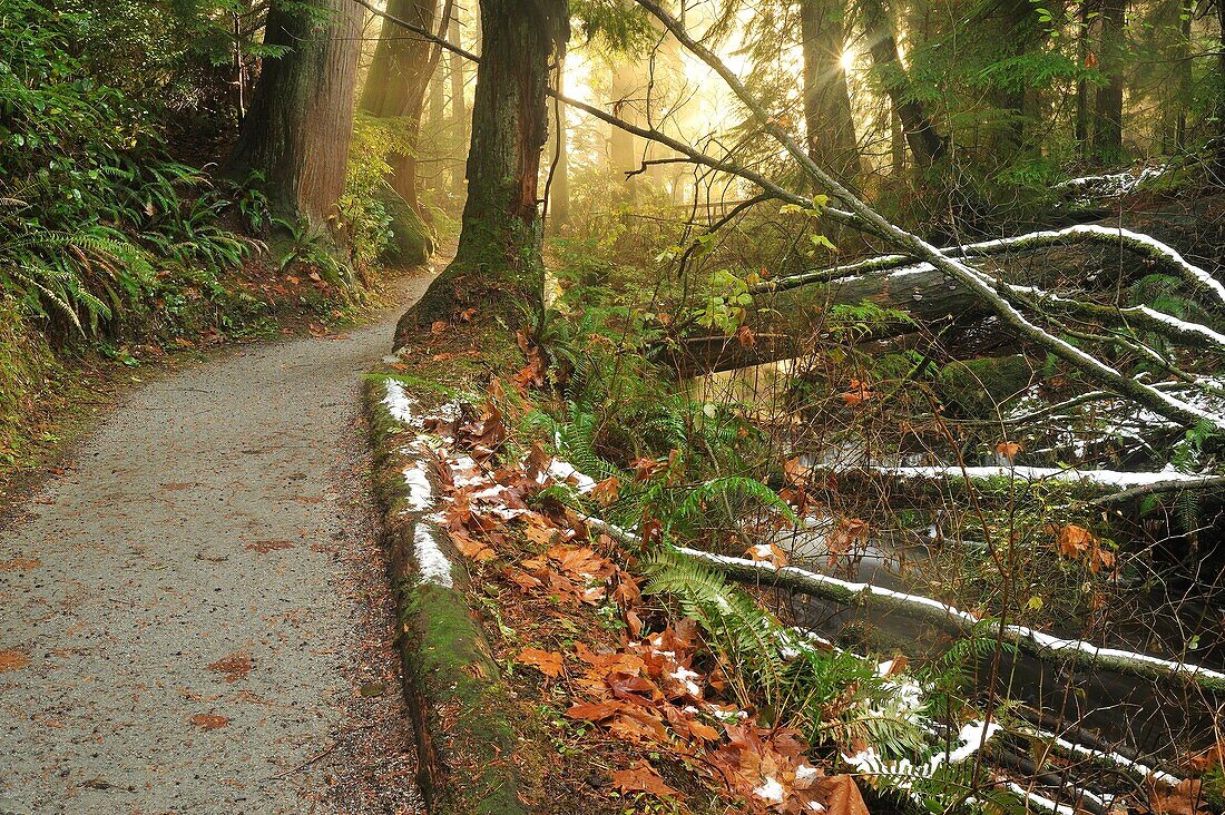 Beaver Lake Trail, Stanley Park, … – License image – 70654913 lookphotos