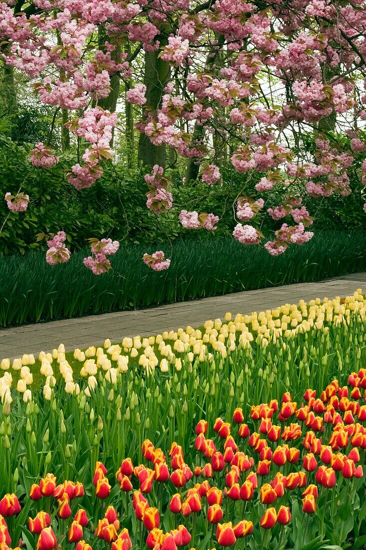 Garden view of colorfull Keukenhof tulip flower park in the Netherlands