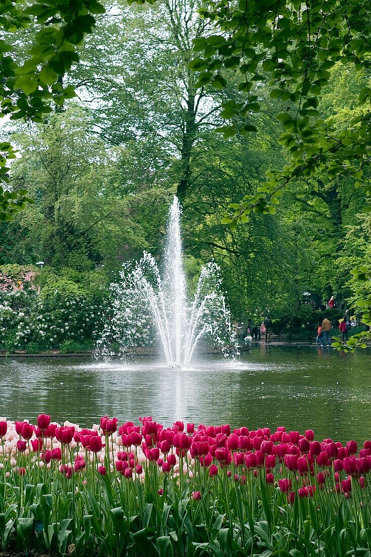 Garden view of colorfull Keukenhof tulip flower park in the Netherlands