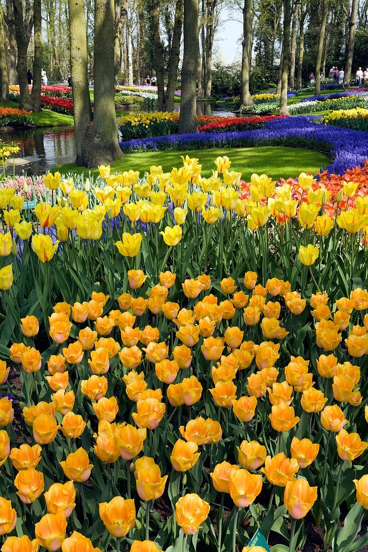 Garden view of colorfull Keukenhof tulip flower park in the Netherlands