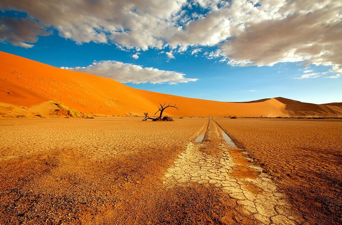 Hidden Vlei, after rain, Namib-Naukluft National park, Namib desert, Namibia