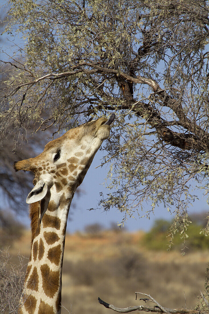 Giraffe (Giraffe camelopardalis), Kgalagadi Transfrontier Park, South Africa.