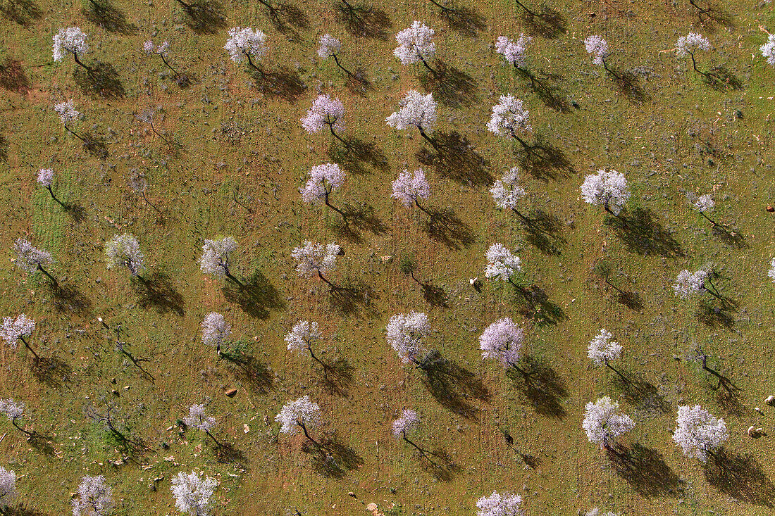 Aerial view of almond trees in flowers in the farm land, Mallorca lands, Balearic Island, Spain.