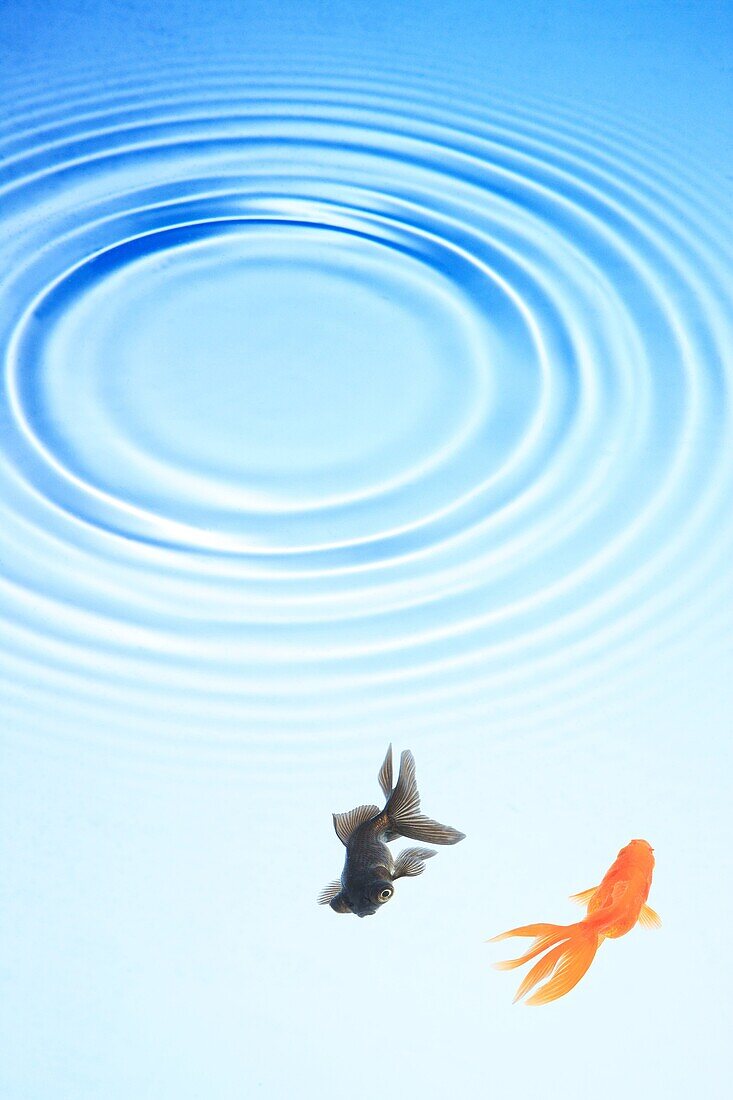 Two goldfish swimming under ripples in water, Japan, Fukushima