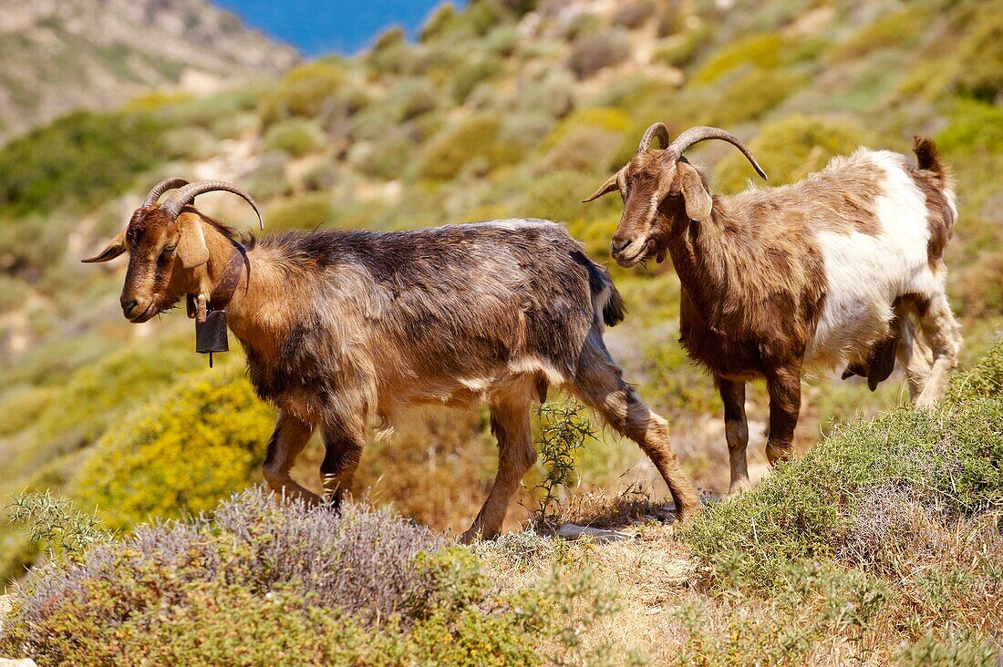 Goat herd on Ios, Cyclades Islands, Greece