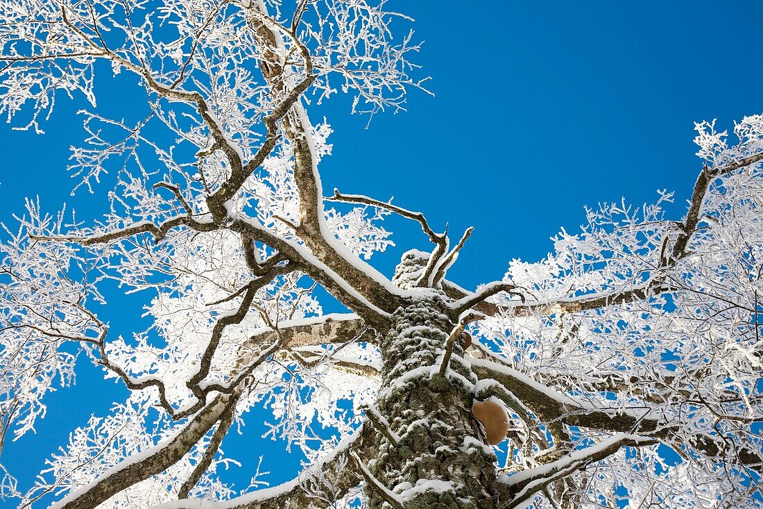 Branches Coverd with Snow and Frost