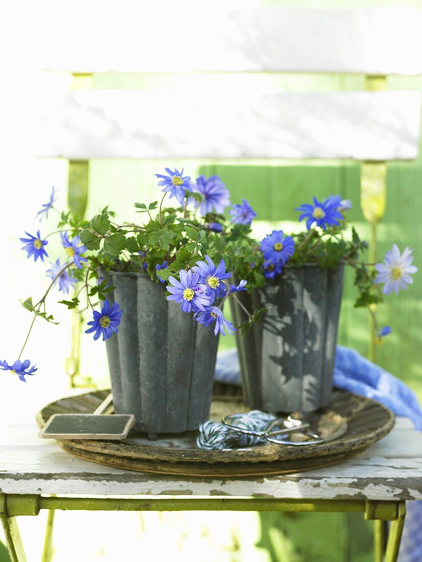 Grecian Windflowers (anemone blanda) in a metal pot