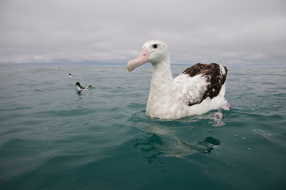 New Zealand, South Island, Kaikoura  Wandering Albatross with Cape Pigeon in background